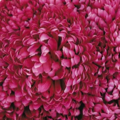 ARCHE DIFFUSION - Coupe de chrysanthèmes artificielles à 14 tiges