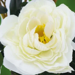 ARCHE DIFFUSION - Fleurs artificielles - camelia blanc en pot H.102cm