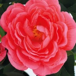 ARCHE DIFFUSION - Fleurs artificielles - camelia coloris saumon en pot H.102cm