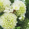 ARCHE DIFFUSION - Fleurs artificielles - bouquet blanc dahlias, graminées, fleurs H.32cm