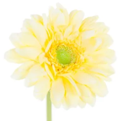 ARCHE DIFFUSION - Gerbera Jaune