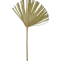 ASA - Feuille de palmier éventail
