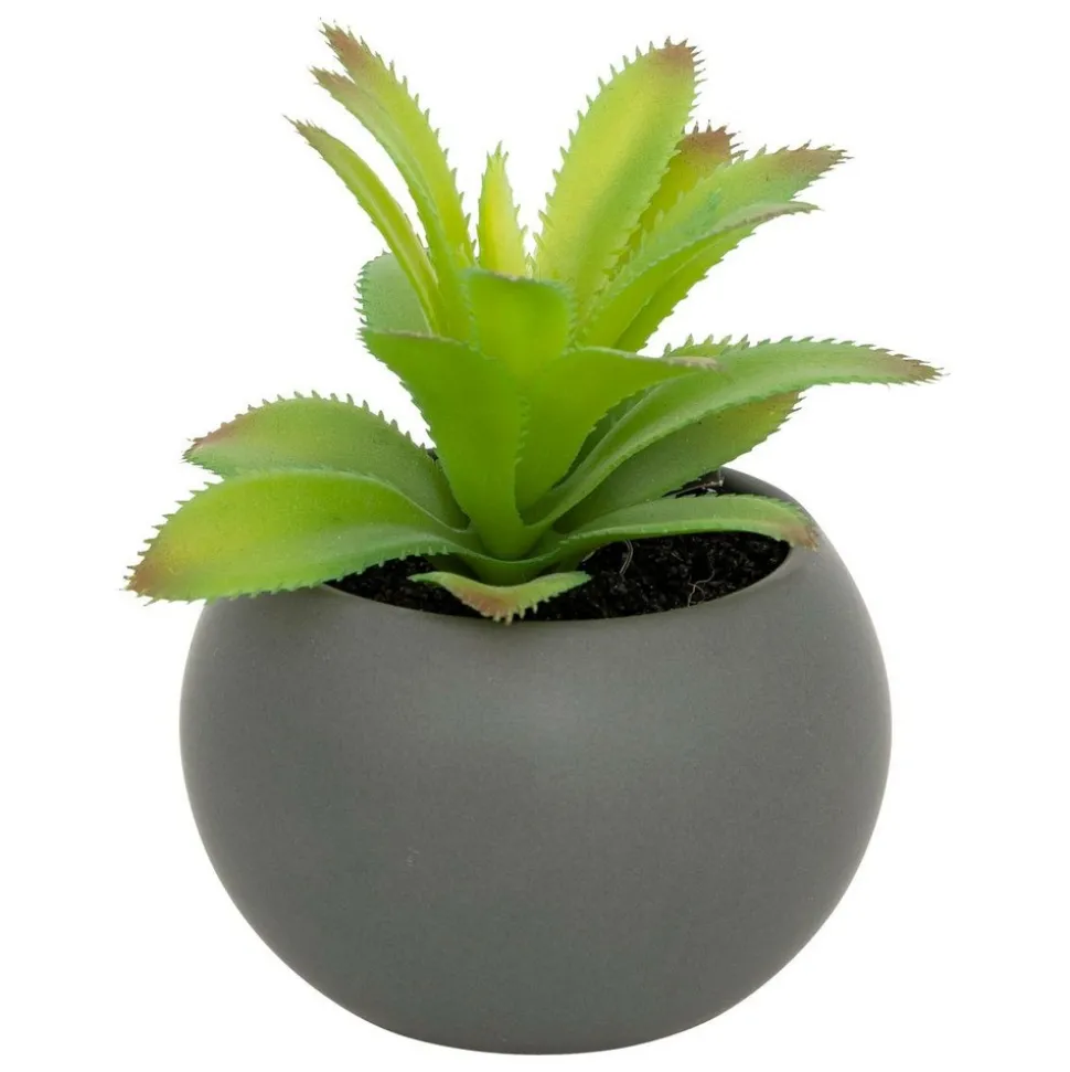 ATMOSPHERA CREATEUR D'INTERIEUR - Plante grasse en pot h13