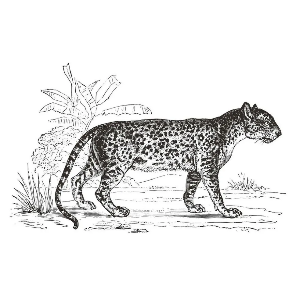 ATMOSPHERA CREATEUR D'INTERIEUR - Sticker "léopard" - noir et blanc - 125x78 cm