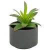 ATMOSPHERA CREATEUR D'INTERIEUR - Plante grasse en pot h13
