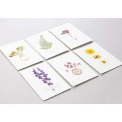 CLAIREFONTAINE - Pochette de 12 fleurs pressées séchées, assortiment jaune, 13x20,5cm