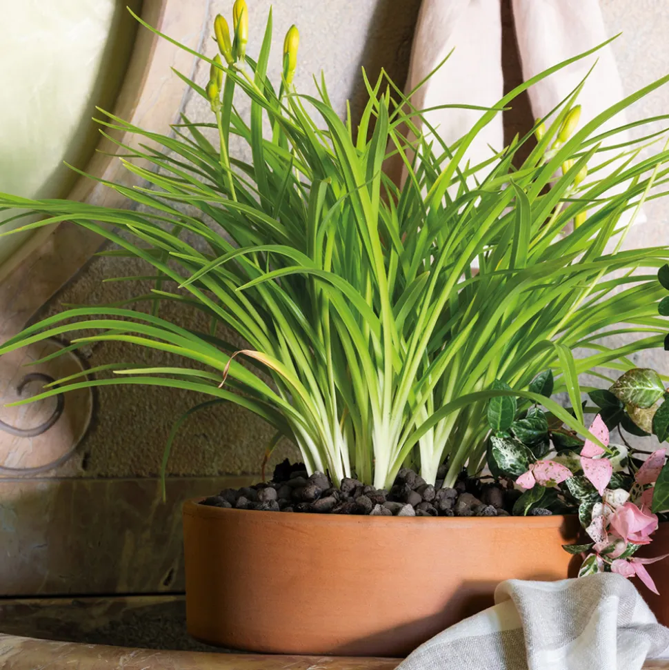 DEROMA - Coupe Modul'O Cotto ronde en terre cuite - D.24xH.7,7cm