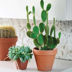 DEROMA - Pot Horticole en terre cuite Ø 25,1 x H. 21,7cm