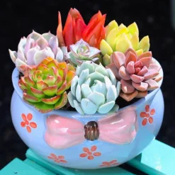 DTOPBUYAGE - Pot céramique coloré 12x10x7cm fleurs
