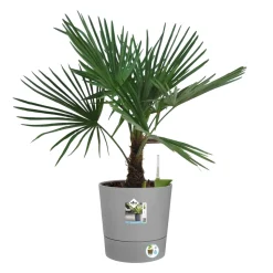 ELHO - Pot Greensense Aqua Care ciment rond, avec Réservoir d'eau - D.35cm