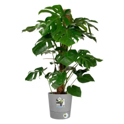 ELHO - Pot Greensense Aqua Care rond ciment à resevoir d'eau - D.30cm