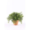 EMERALD - Asperge, vert H. 9 cm, dans pot