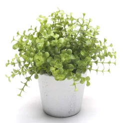 EMERALD - Eucalyptus, dans pot blanc Ø 10 cm