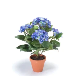 EMERALD - Hydrangea x7, dans pot terra cotta bleu foncé