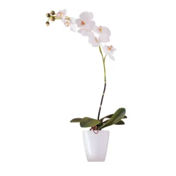 EMERALD - Orchidée, blanc H. 64 cm, dans pot Ø 11 cm