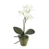 EMERALD - Orchidée mini, crème H. 25 cm, en pot