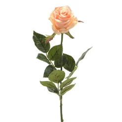 EMERALD - Tige rose simone, pêche H. 73 cm