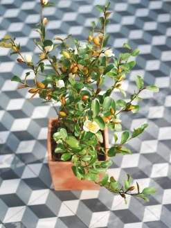 GOICOECHEA - Petit pot carré en terre cuite L. 21 x l. 21 x H. 19cm