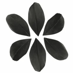 GRAINE CRÉATIVE - 100 plumes coupées - noir 6 cm