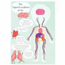 GRAINE CRÉATIVE - Coffret découverte du corps humain - kit de moulage éducatif