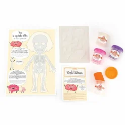 GRAINE CRÉATIVE - Coffret découverte du corps humain - kit de moulage éducatif