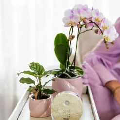 LA GREEN TOUCH - Boîte mélodieuse - son naturel