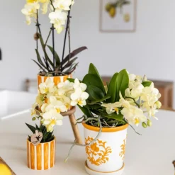 LA GREEN TOUCH - Cache-pot malaga orange