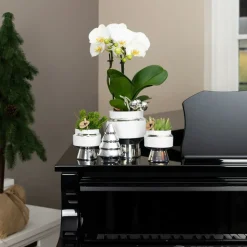 LA GREEN TOUCH - Le chic - pot décoratif en céramique blanche