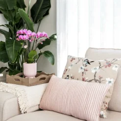 LA GREEN TOUCH - Offre combinée - pots décoratifs diabolo roses