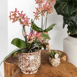 LA GREEN TOUCH - Offre combinée safari pots décoratifs