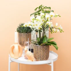 LA GREEN TOUCH - Ornement cockatoo pêche - décoration plantes