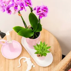 LA GREEN TOUCH - Plateau ovale blanc | décoration maison