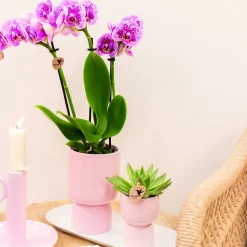 LA GREEN TOUCH - Plateau ovale blanc | décoration maison