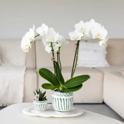 LA GREEN TOUCH - Plateau ovale blanc - home cloud