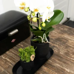 LA GREEN TOUCH - Plateau ovale noir pour plantes