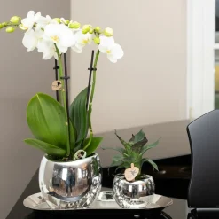 LA GREEN TOUCH - Plateau ovale argenté