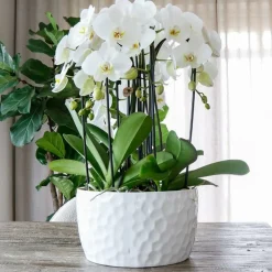 LA GREEN TOUCH - Pot à miel pour orchidées - motif alvéole