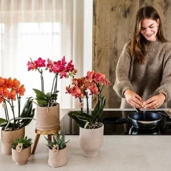 LA GREEN TOUCH - Pot bali - sable - minimaliste et élégant