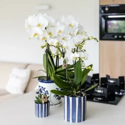 LA GREEN TOUCH - Pot céramique rayé bleu