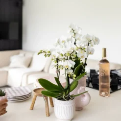 LA GREEN TOUCH - Pot céramique fish - rose