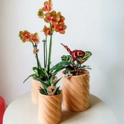 LA GREEN TOUCH - Pot décoratif candy - haut - pêche