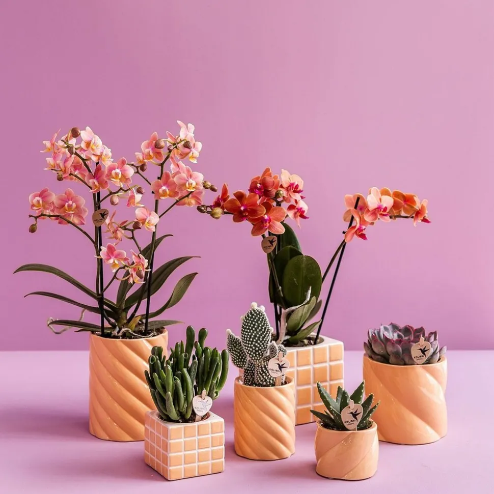 LA GREEN TOUCH - Pot décoratif candy - haut - pêche