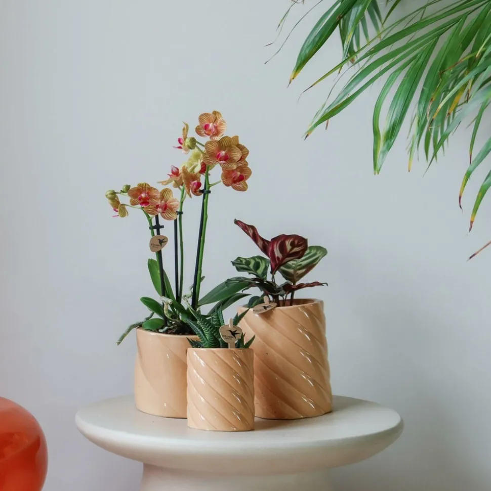 LA GREEN TOUCH - Pot décoratif candy - haut - pêche