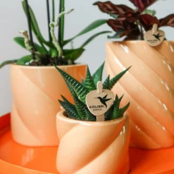 LA GREEN TOUCH - Pot décoratif candy - haut - pêche