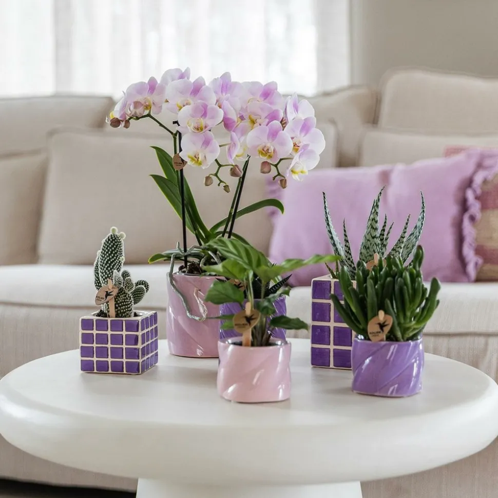 LA GREEN TOUCH - Pot décoratif candy lilas