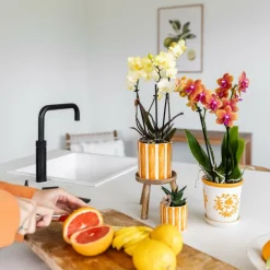 LA GREEN TOUCH - Pot décoratif à rayures oranges