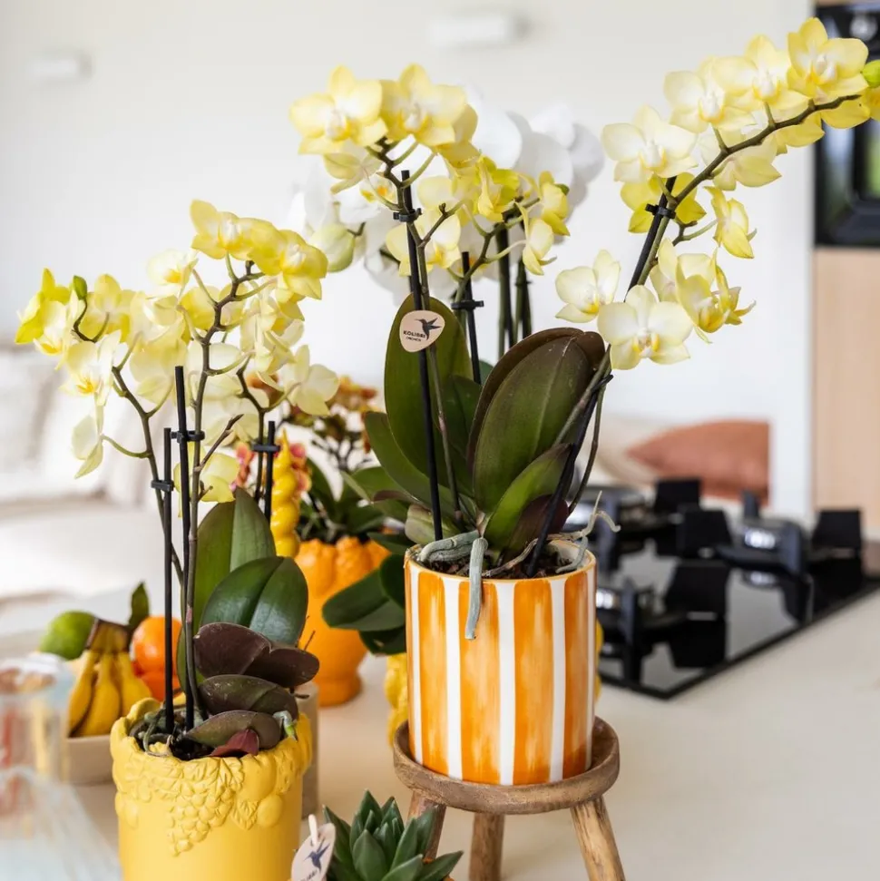 LA GREEN TOUCH - Pot décoratif à rayures oranges