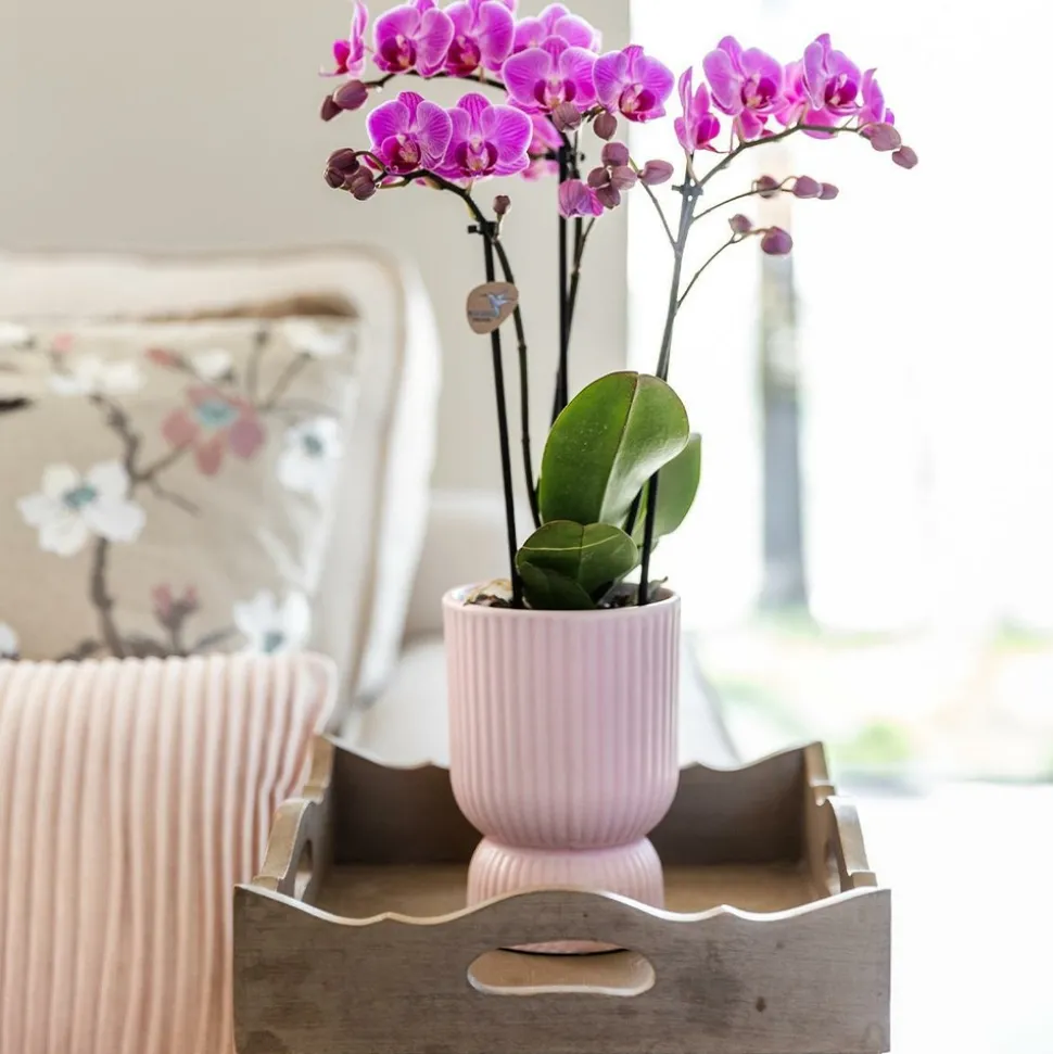 LA GREEN TOUCH - Pot décoratif diabolo rose