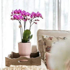 LA GREEN TOUCH - Pot décoratif diabolo rose