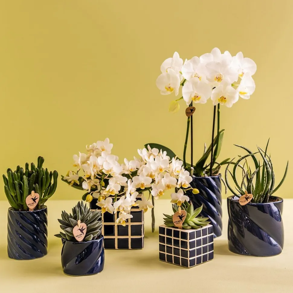 LA GREEN TOUCH - Pot décoratif candy - bleu